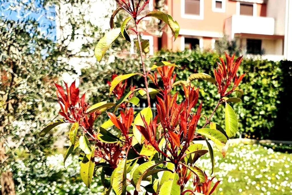 Cleo'S Home Arezzo Dış mekan fotoğraf